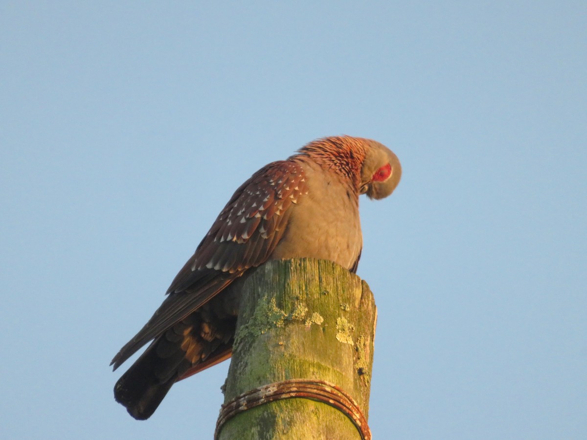 Uso ginearra - ML647675872