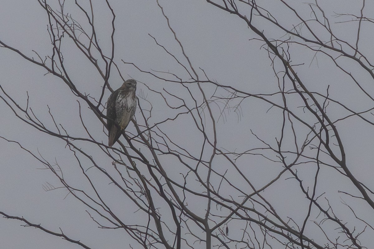 Red-tailed Hawk - ML647675905