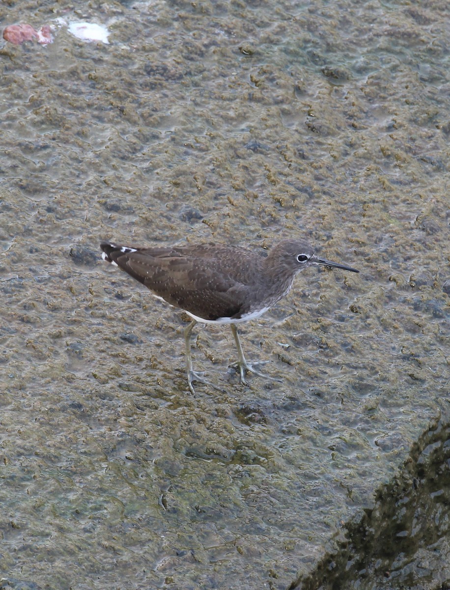 Green Sandpiper - ML647675929