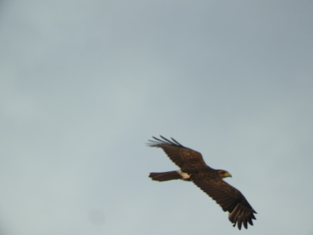 Snail Kite - ML647675931