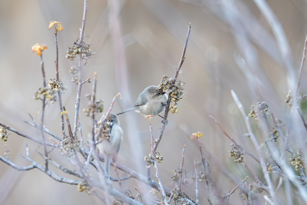 Bushtit - ML647675933