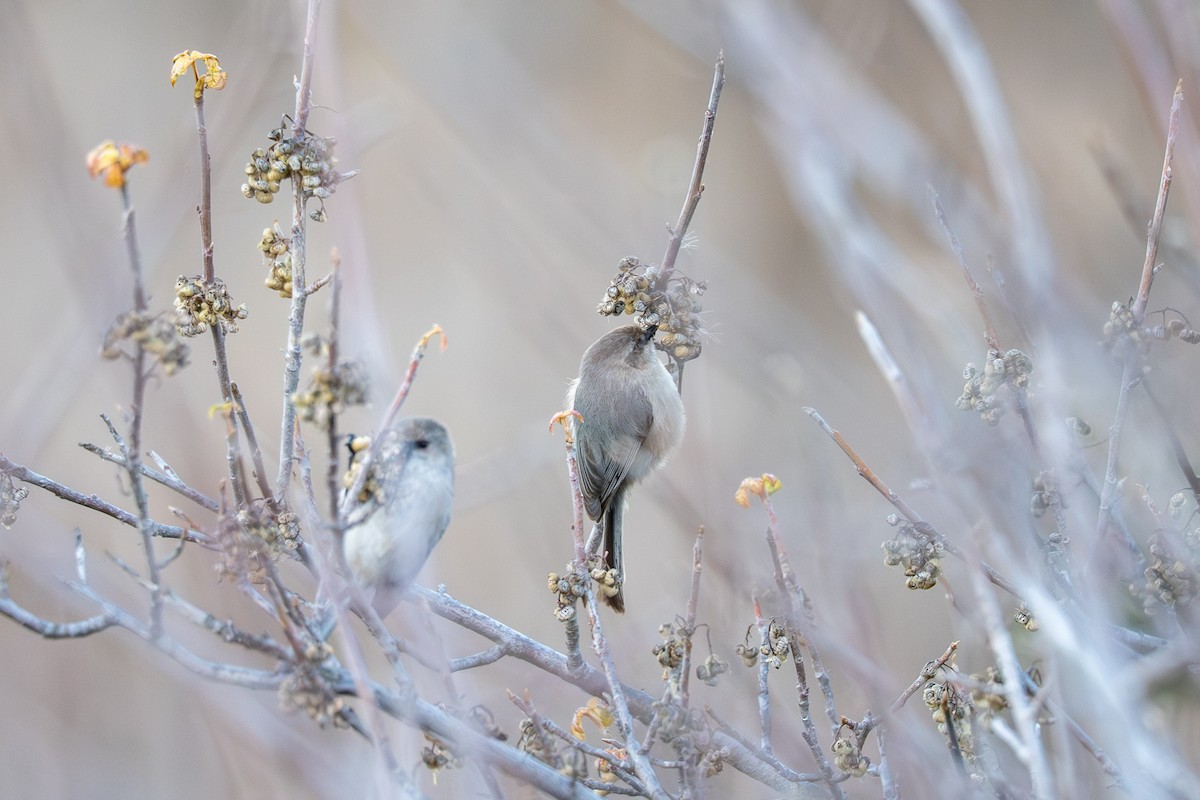 Bushtit - ML647675934