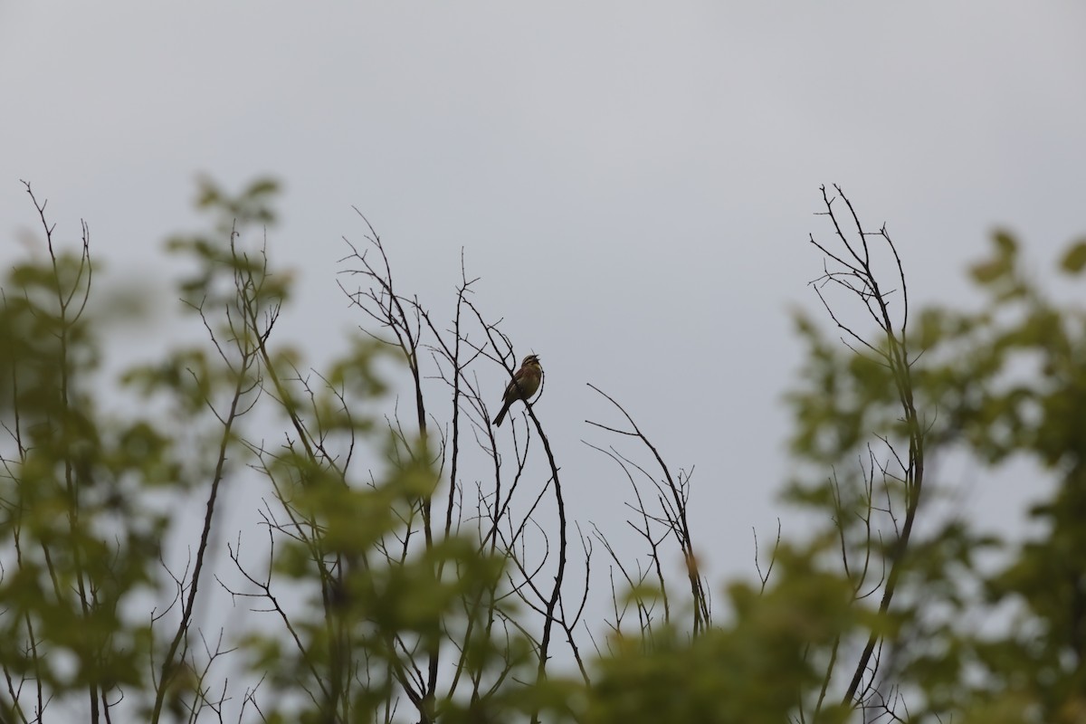 Cirl Bunting - ML647675935