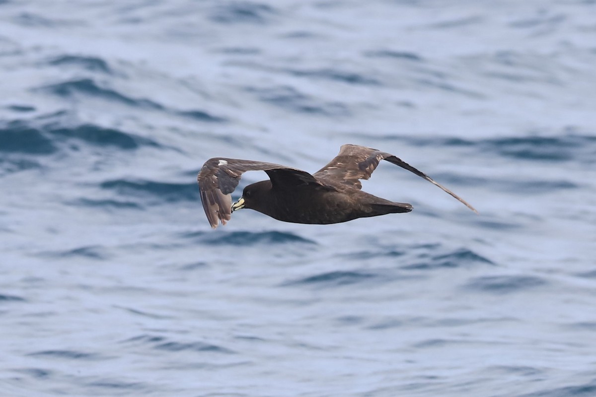 Westland Petrel - ML647675939