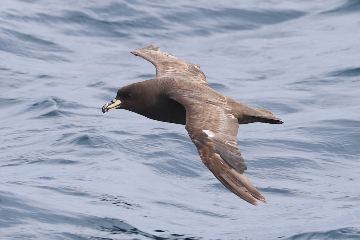 Westland Petrel - ML647675940