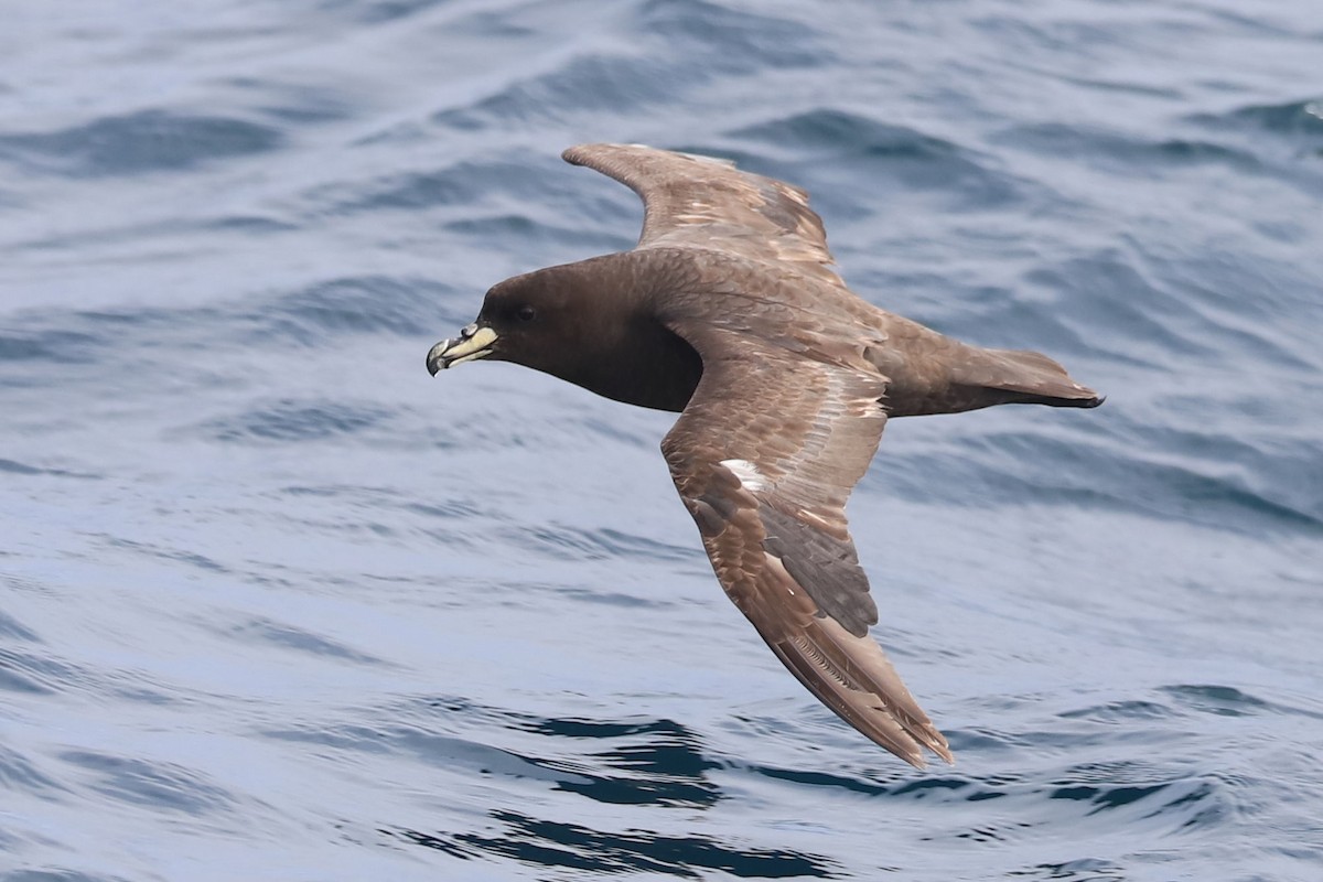 Westland Petrel - ML647675941