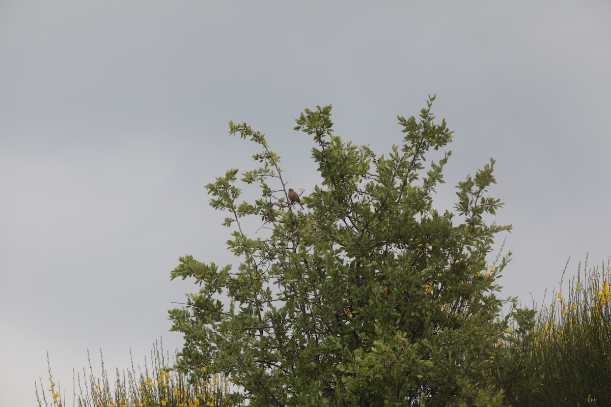 Ortolan Bunting - ML647675942