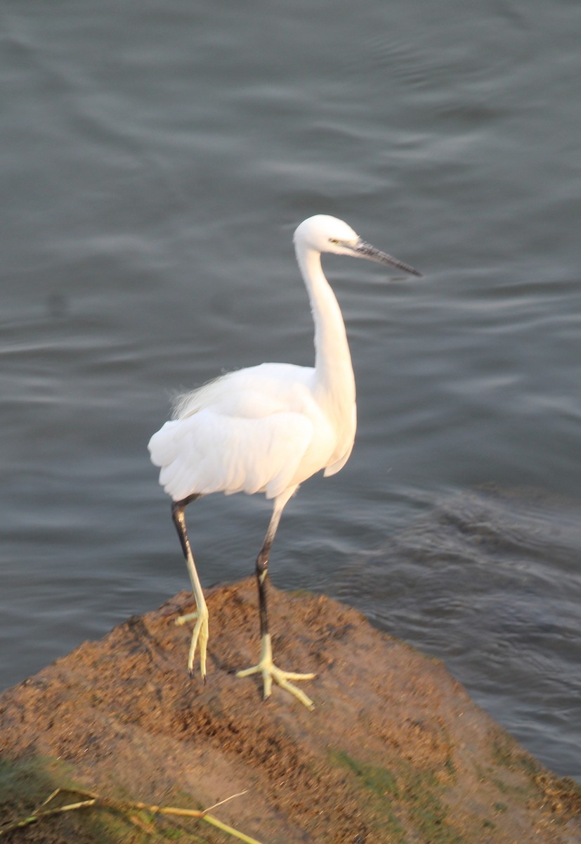 Western Reef-Heron - ML647675943