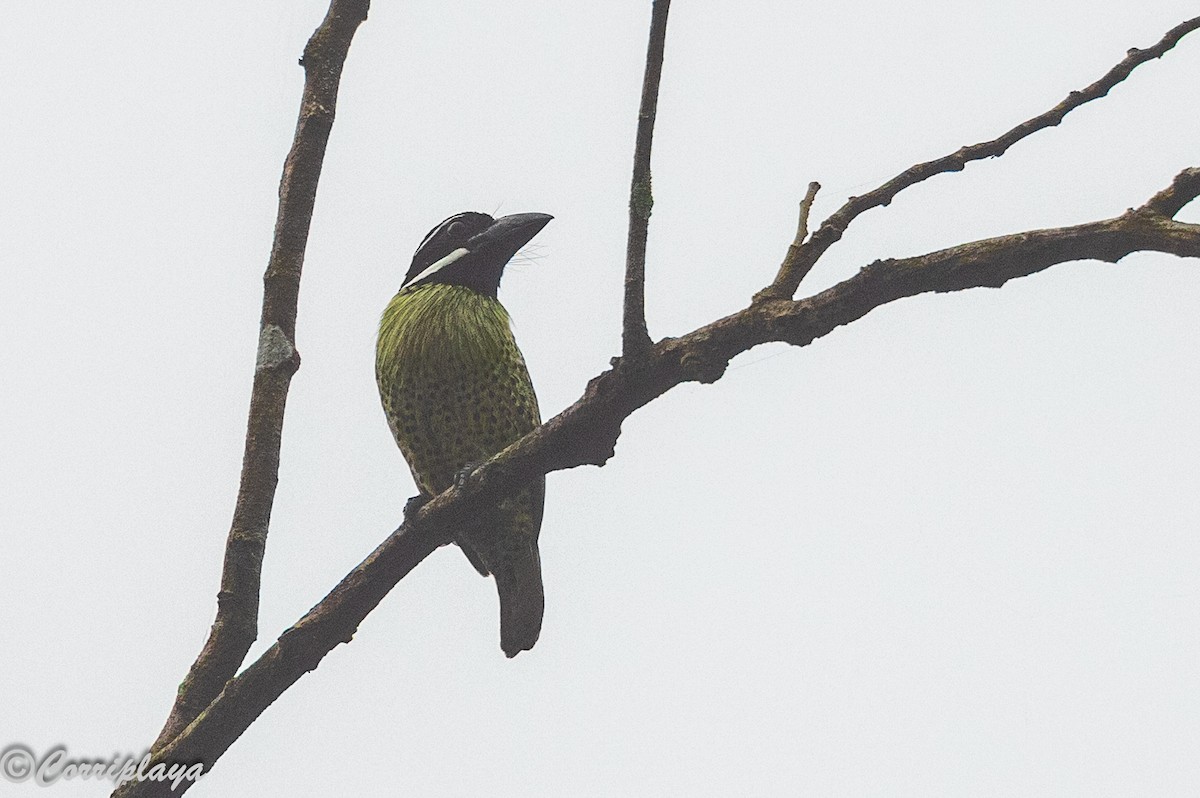Hairy-breasted Barbet - ML647675945