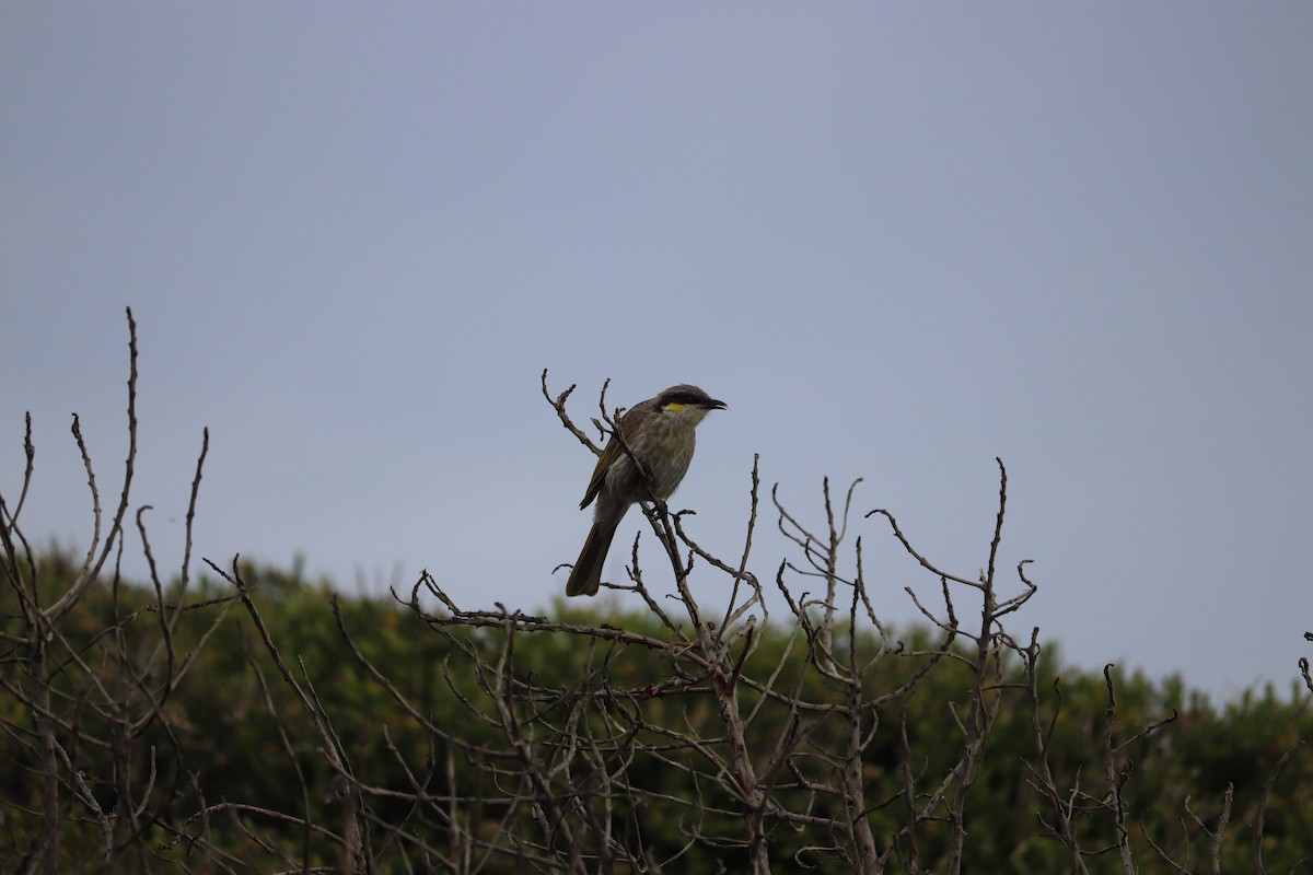 Singing Honeyeater - ML647675950