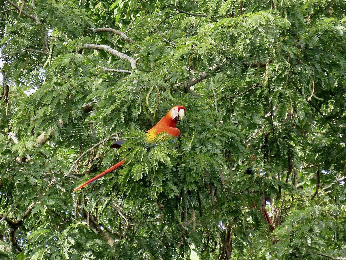 Scarlet Macaw - ML647675951