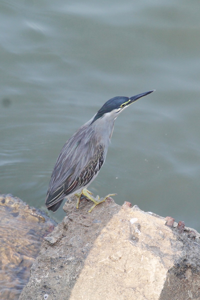Little Heron - ML647675952