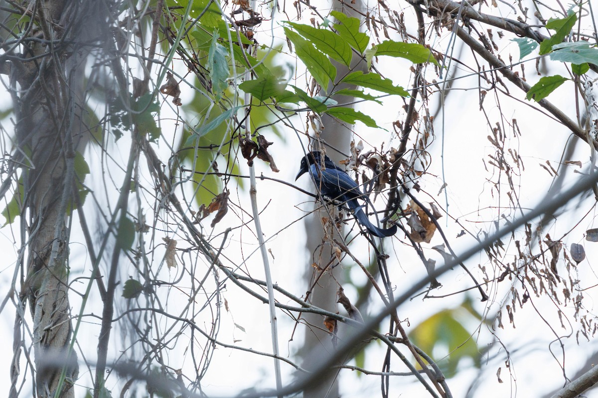 Hair-crested Drongo (Hair-crested) - ML647675953
