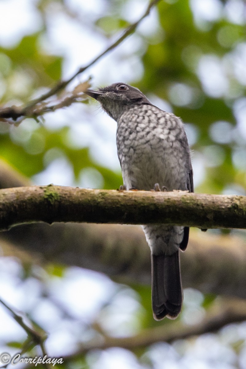 African Forest-Flycatcher (Western) - ML647675954