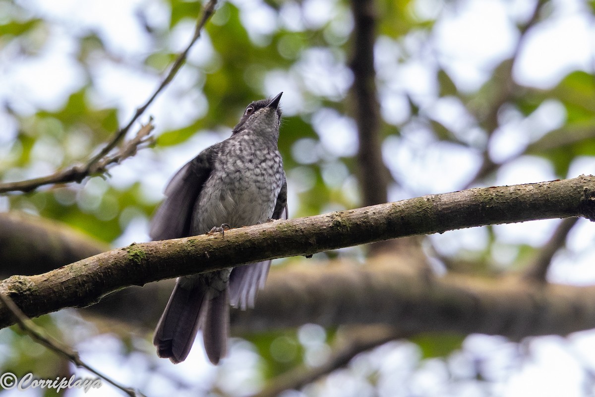 African Forest-Flycatcher (Western) - ML647675955