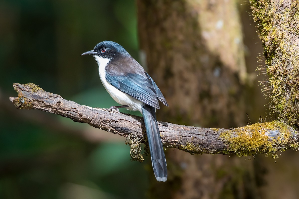 Black-backed Sibia - ML647675957