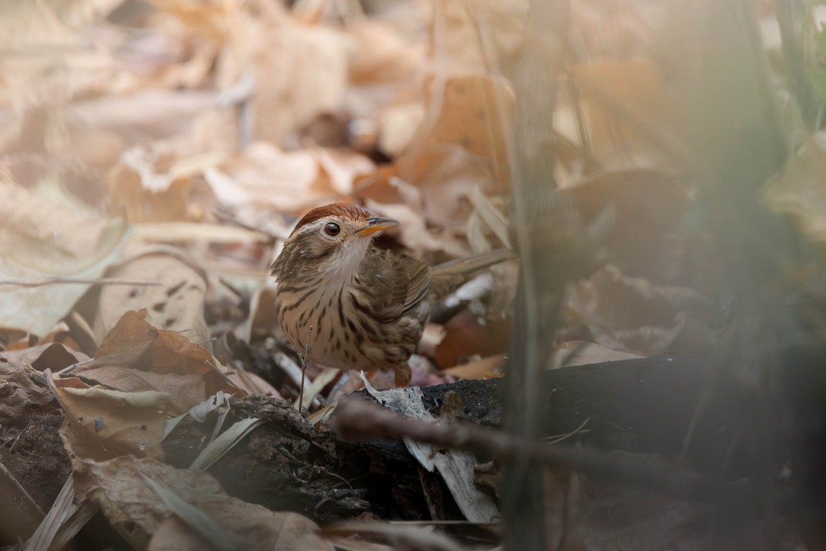 Puff-throated Babbler - ML647675958