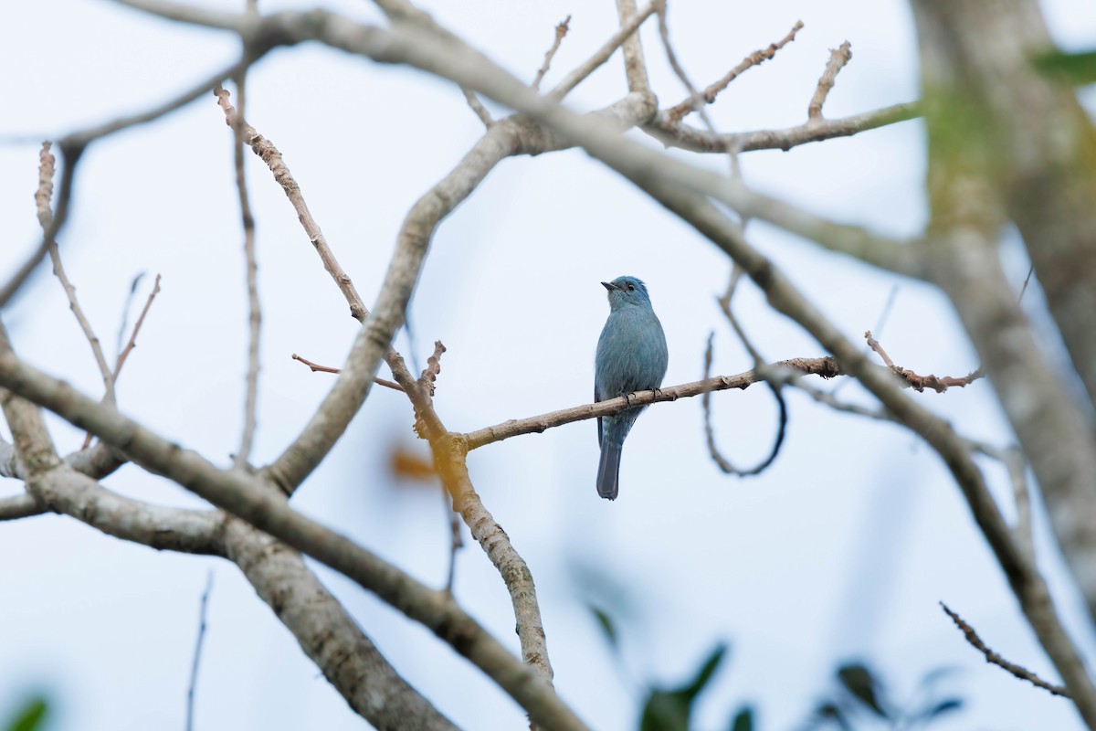 Verditer Flycatcher - ML647675959