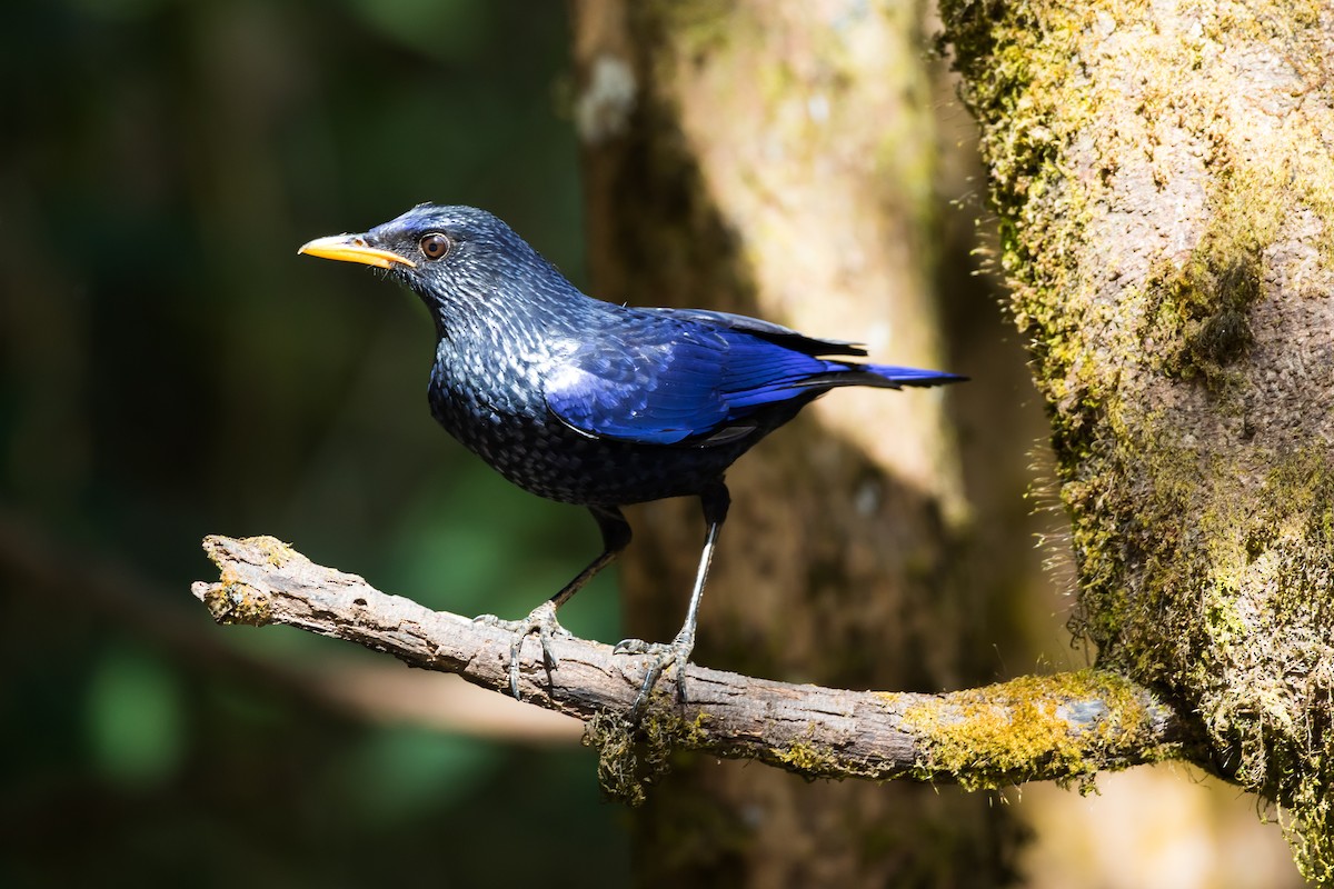 Blue Whistling-Thrush (Yellow-billed) - ML647675960