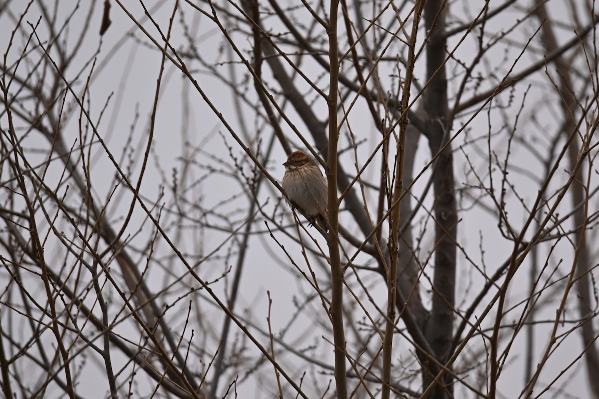 Reed Bunting - ML647675963