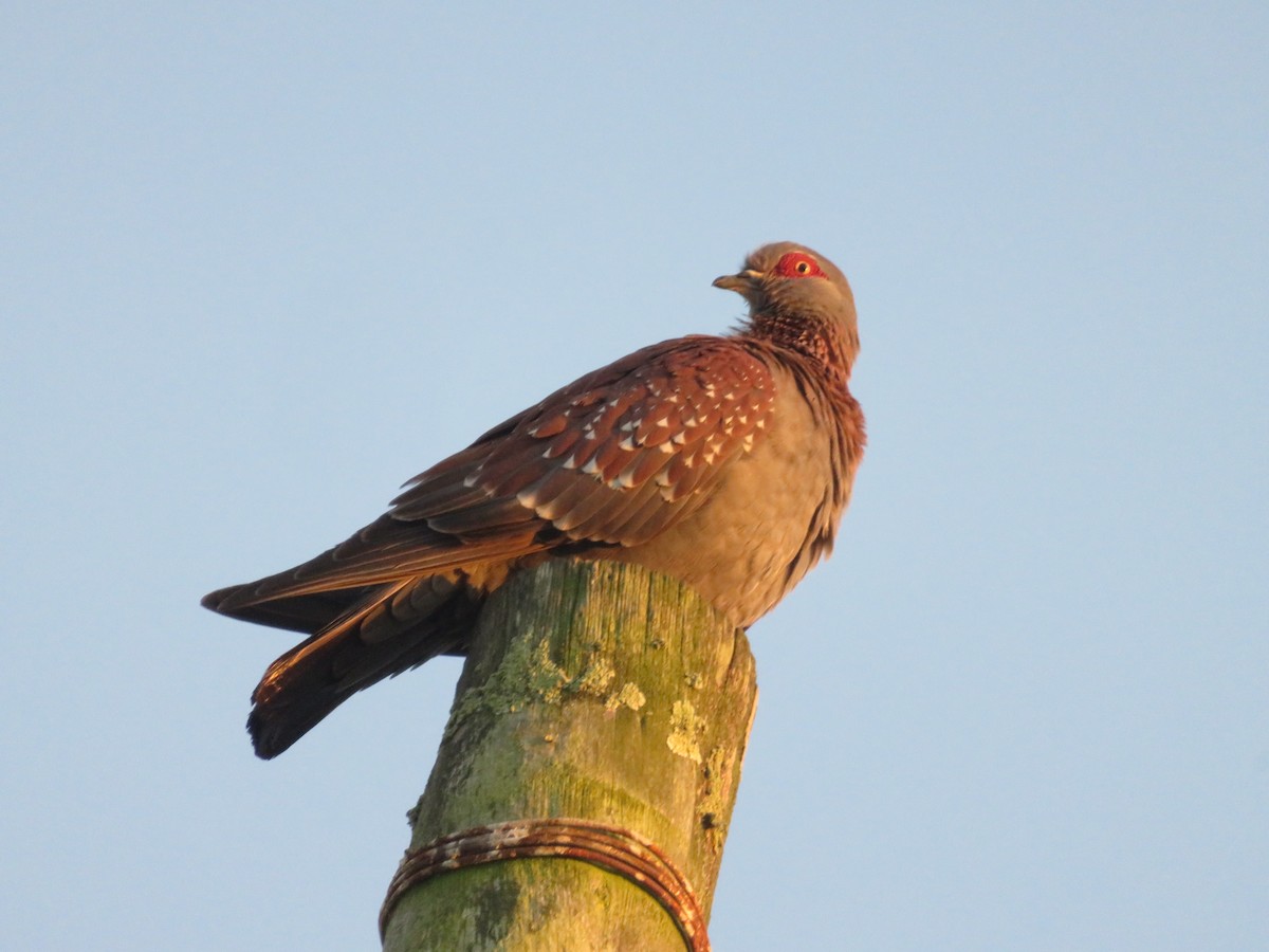 Uso ginearra - ML647675977