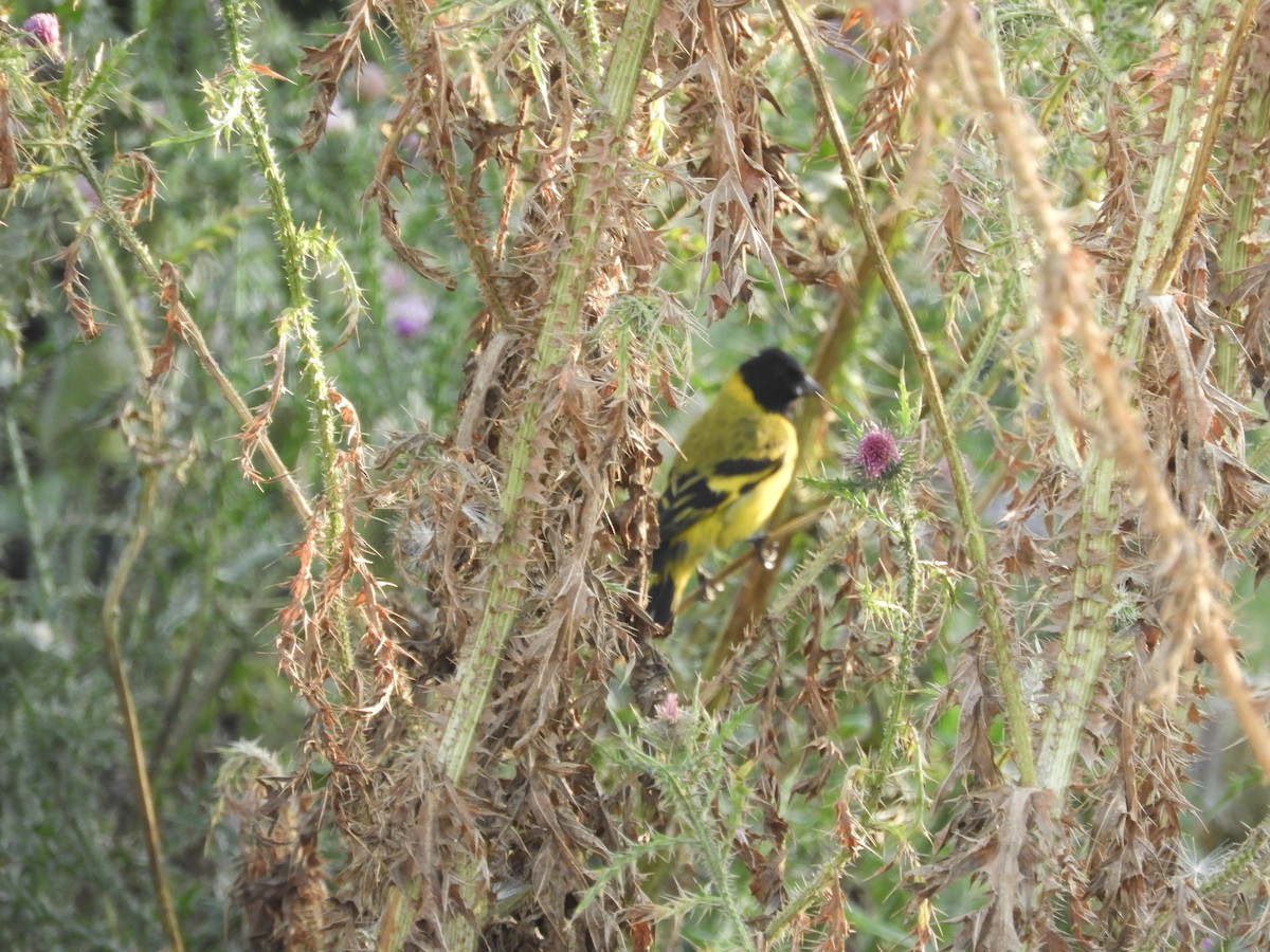 Hooded Siskin - ML647675997