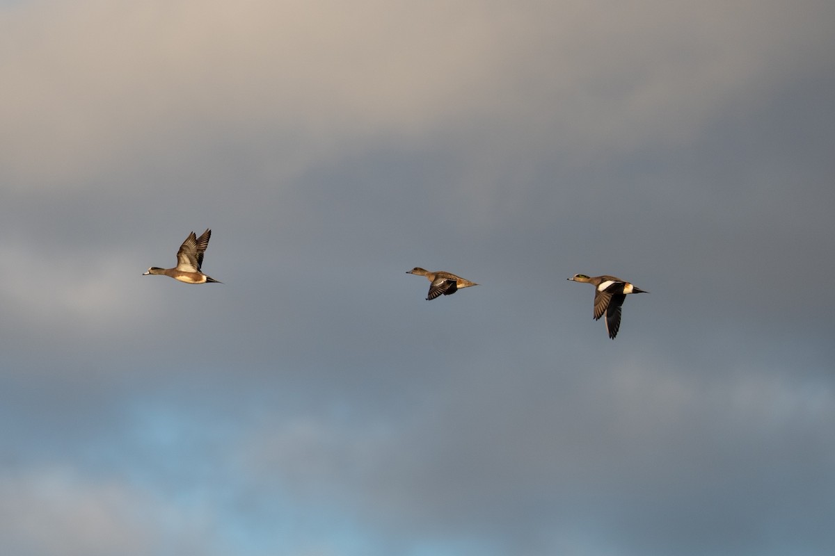 Canard d'Amérique - ML647675998