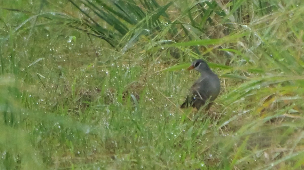 White-browed Crake - ML647675999