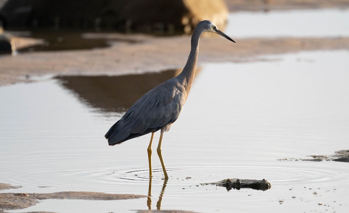 White-faced Heron - ML647676016