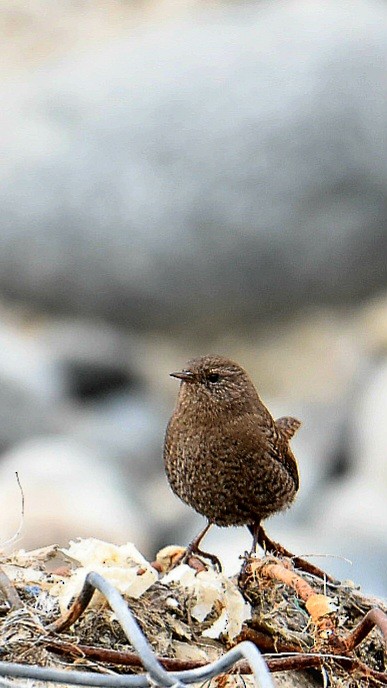 ミソサザイ - ML647676019