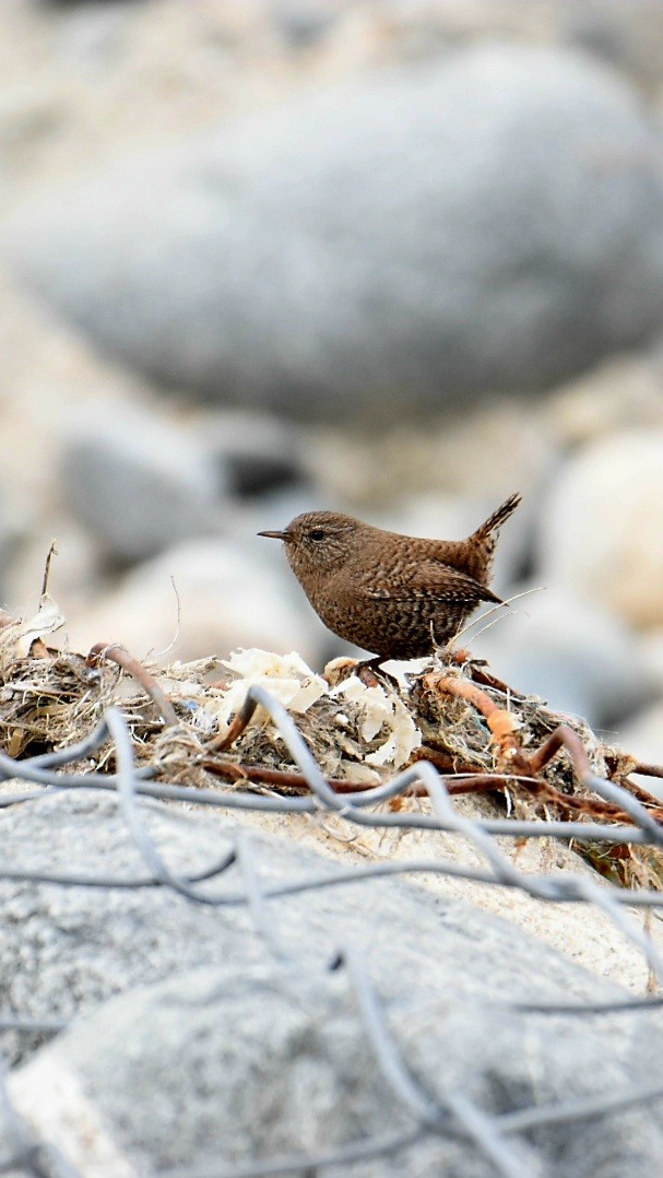 ミソサザイ - ML647676020