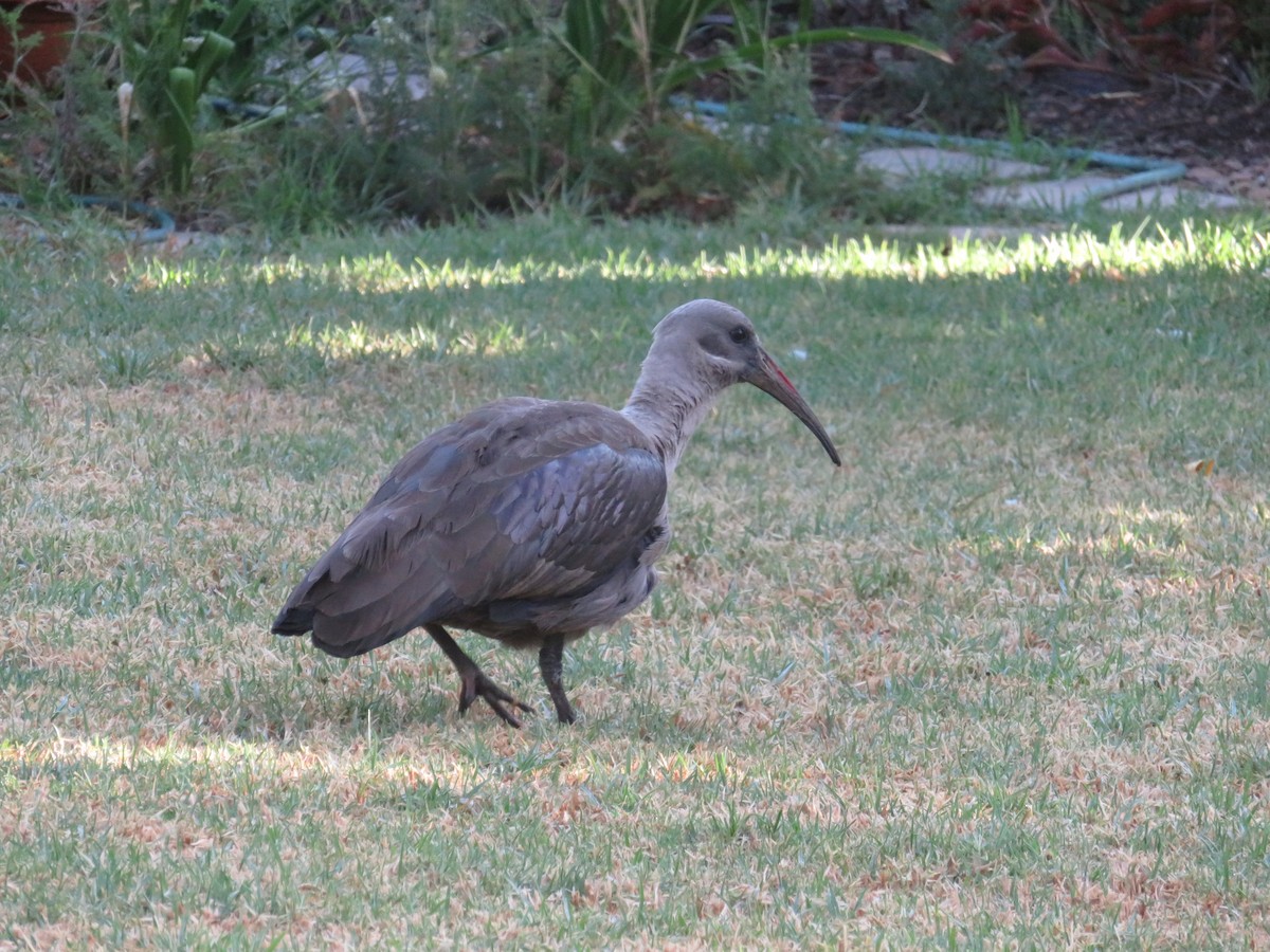 Hadada Ibis - ML647676051