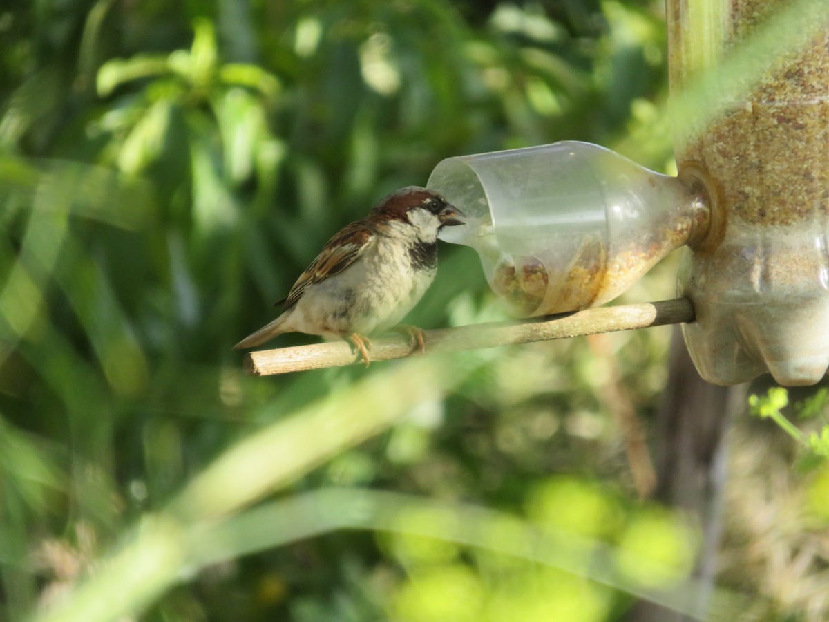 Gorrión Común - ML647676093