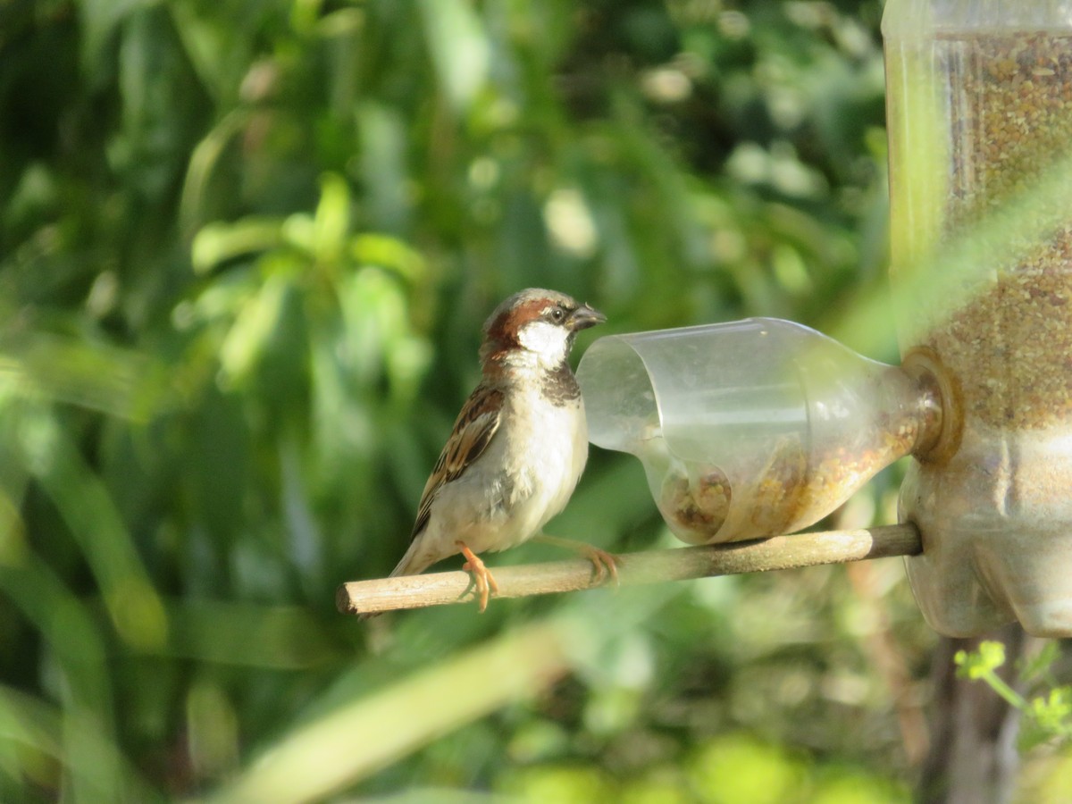 Gorrión Común - ML647676094