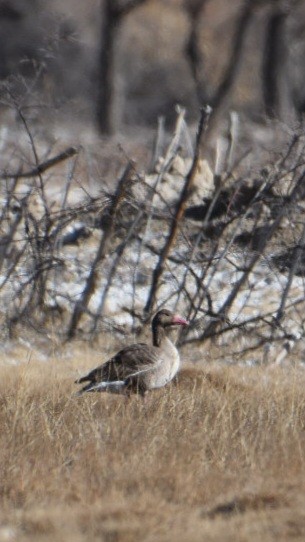 Antzara hankagorrizta - ML647676112