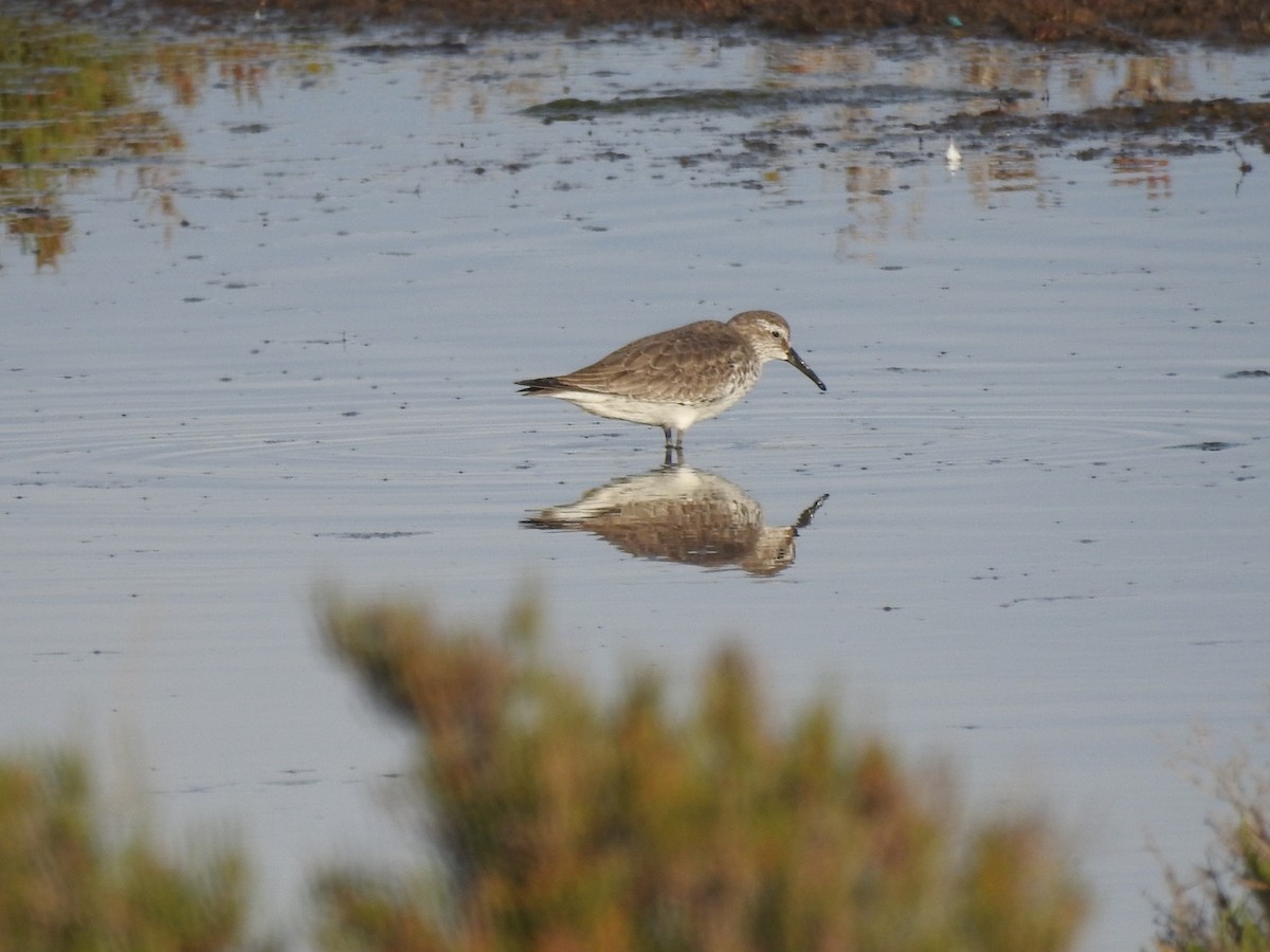 Bécasseau maubèche - ML647676122