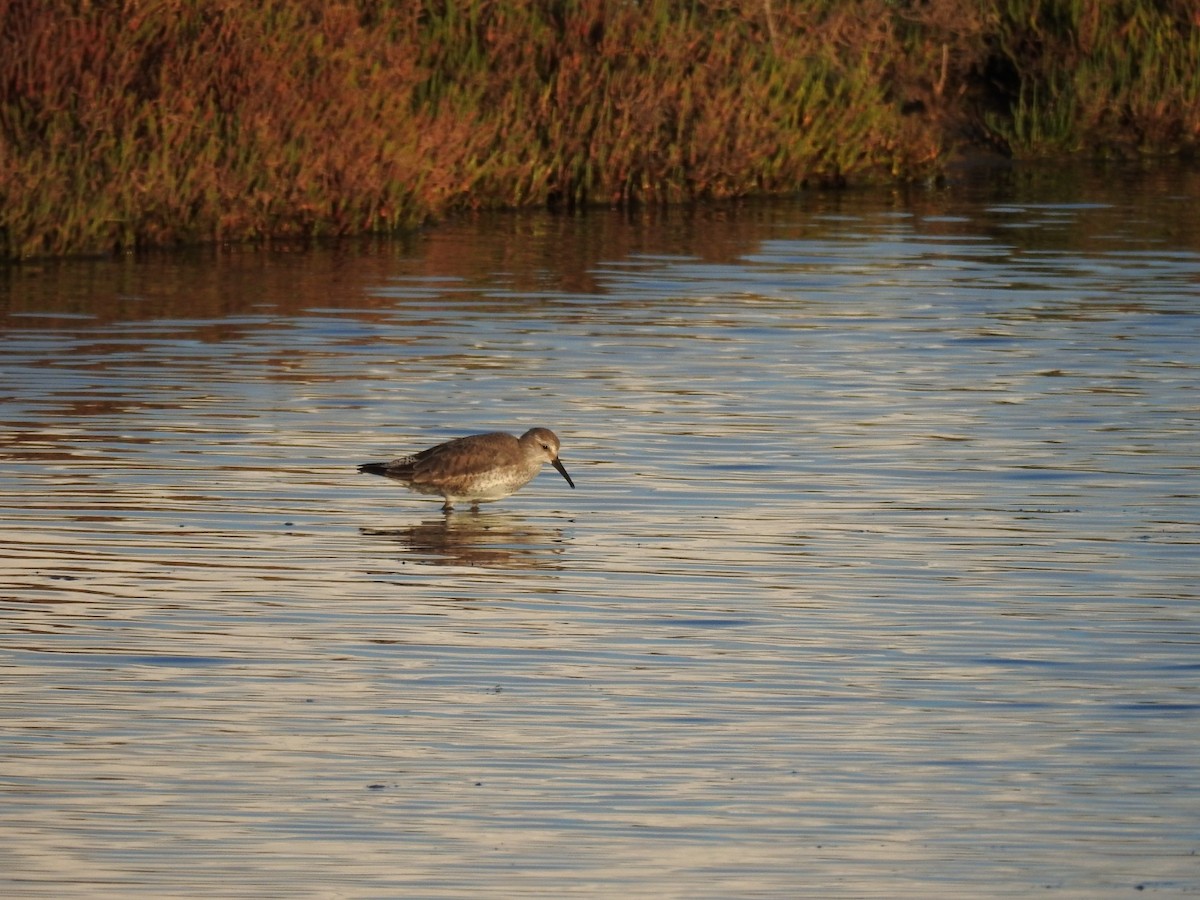 Bécasseau maubèche - ML647676124