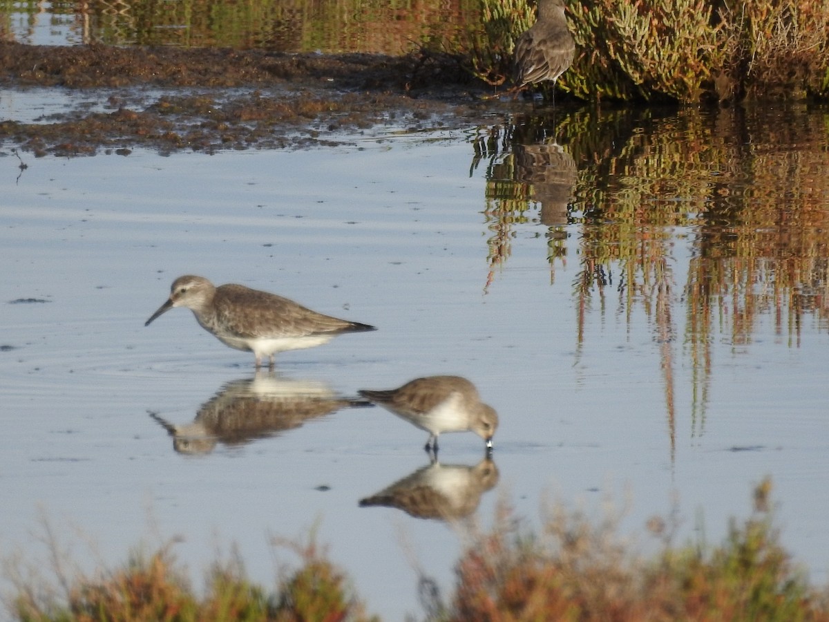 Bécasseau maubèche - ML647676125