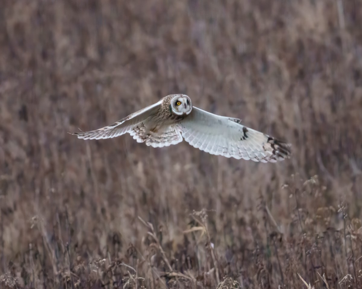 Short-eared Owl - ML647676148