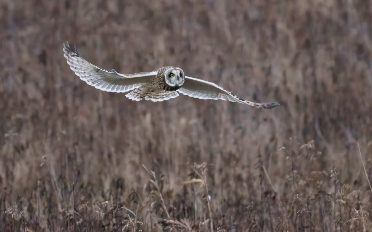 Short-eared Owl - ML647676149