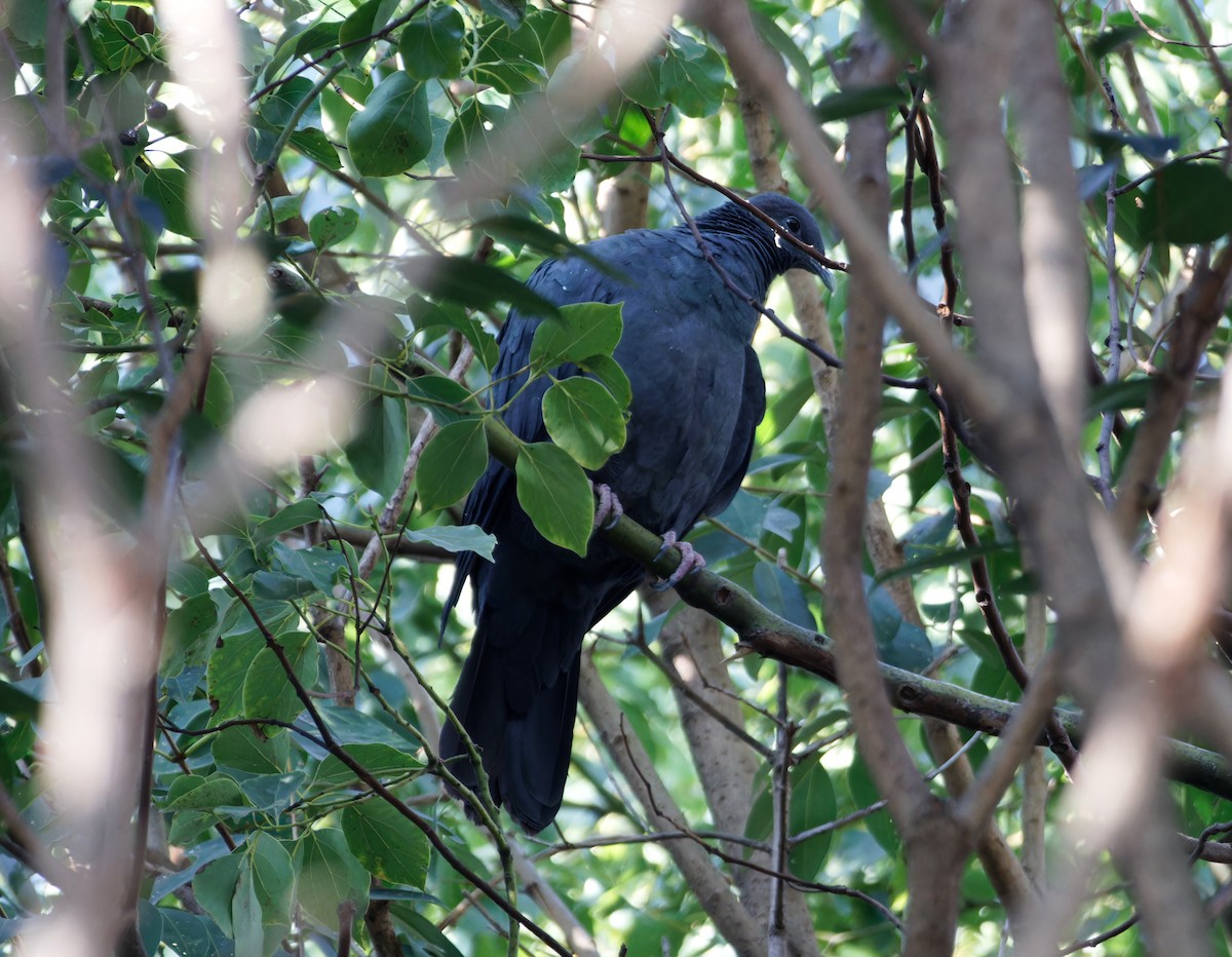 Mor Japon Güvercini - ML647676159