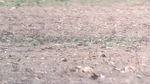 Eurasian Thick-knee - ML647676173