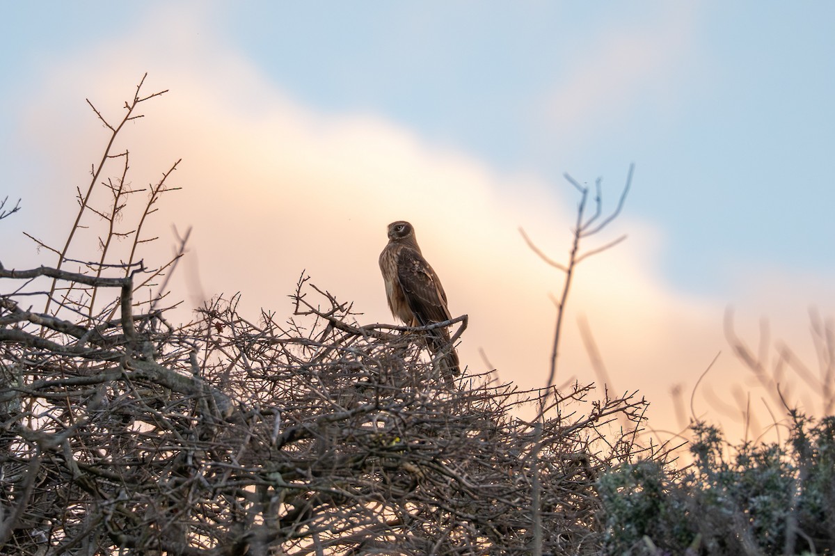 Northern Harrier - ML647676177