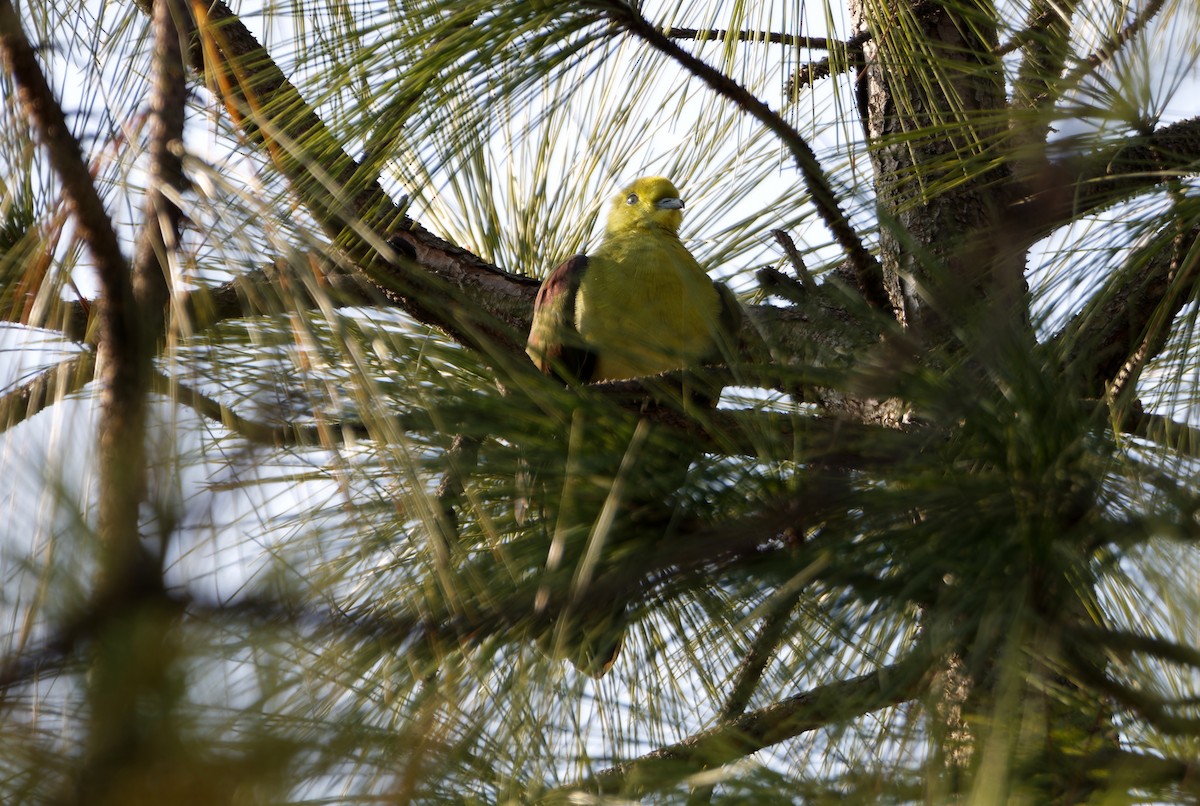 White-bellied Green-Pigeon - ML647676180