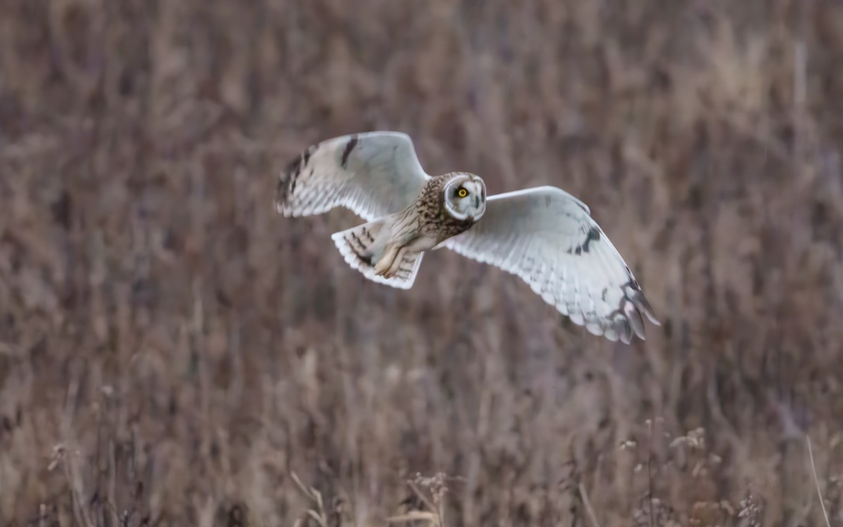 Short-eared Owl - ML647676198