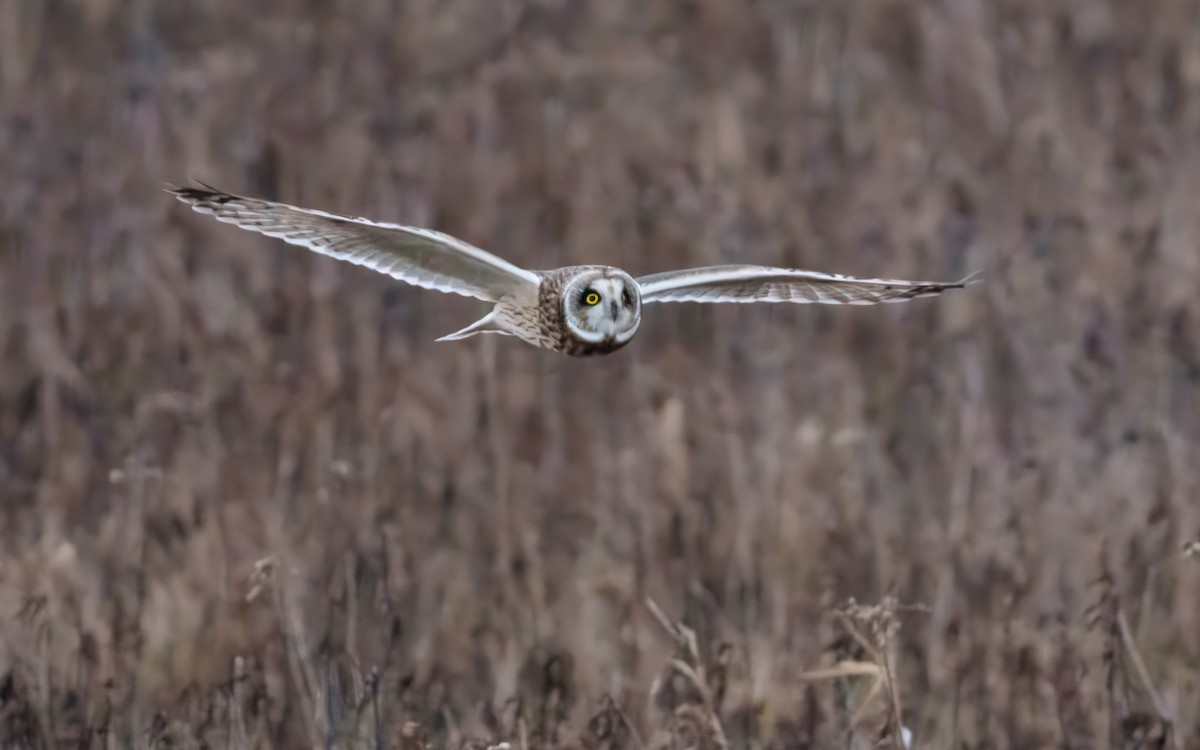 Short-eared Owl - ML647676216