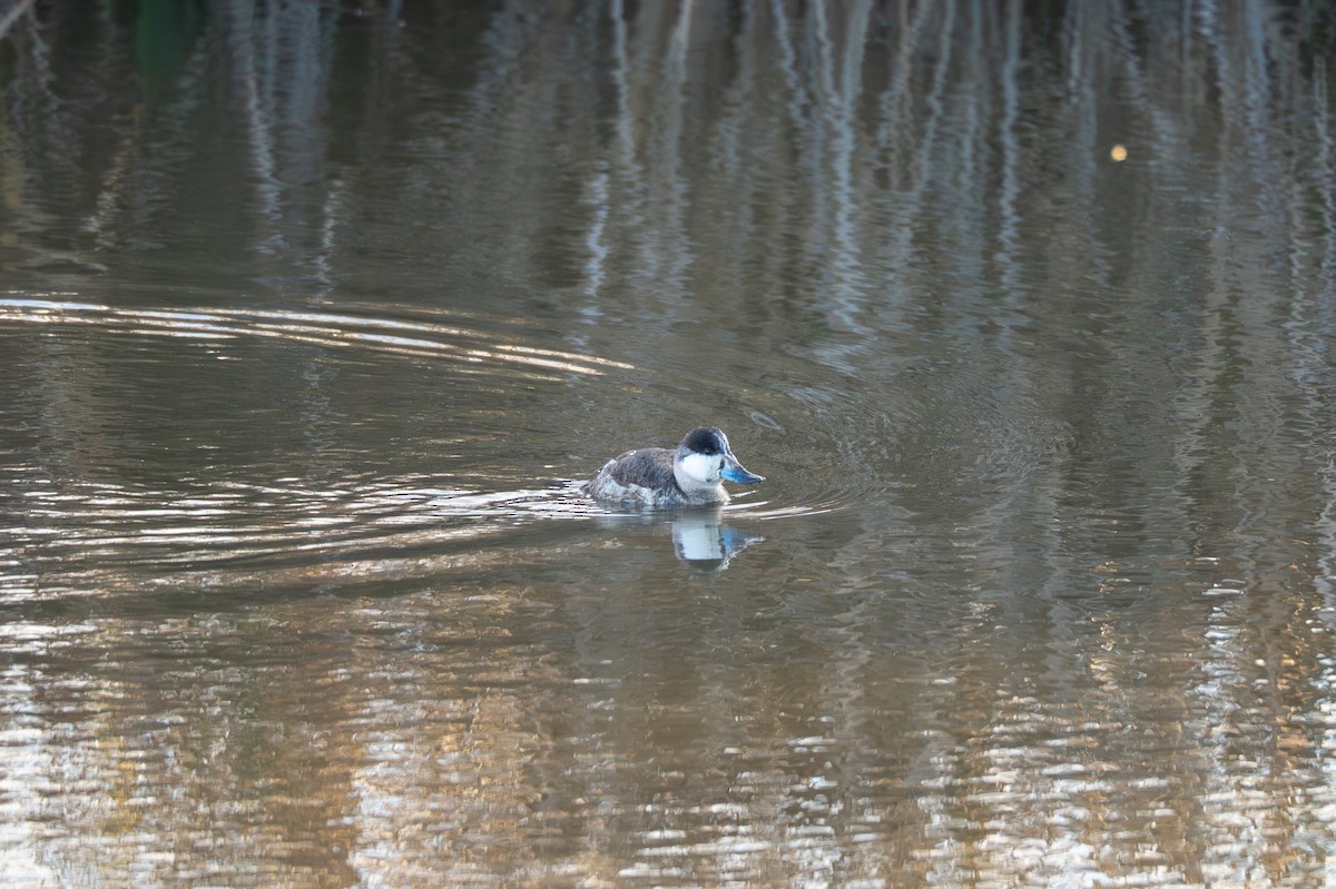 Schwarzkopf-Ruderente - ML647676225