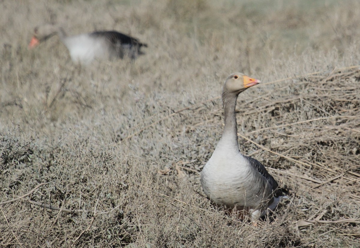 Antzara hankagorrizta - ML647676287