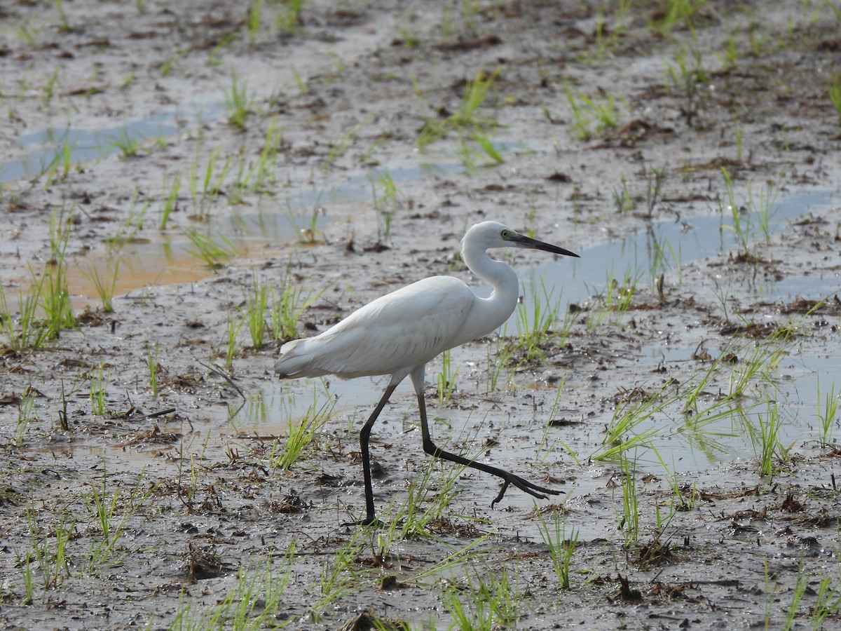 Little Egret - ML647676290