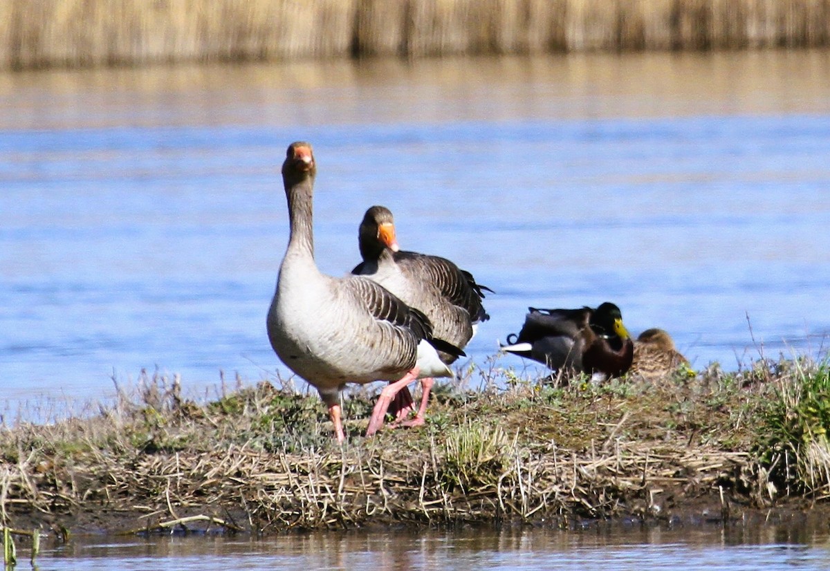 Antzara hankagorrizta - ML647676296